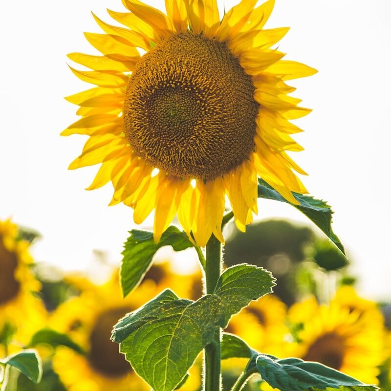 Girasol