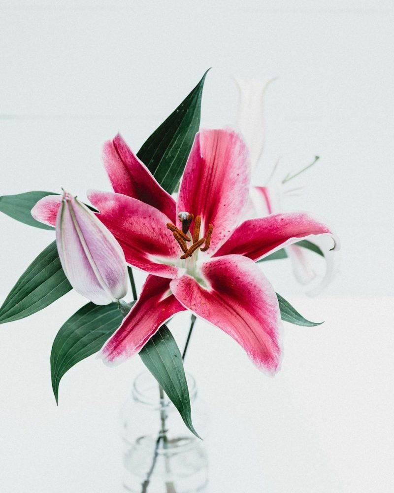 Bouquet Fucsia Bombón