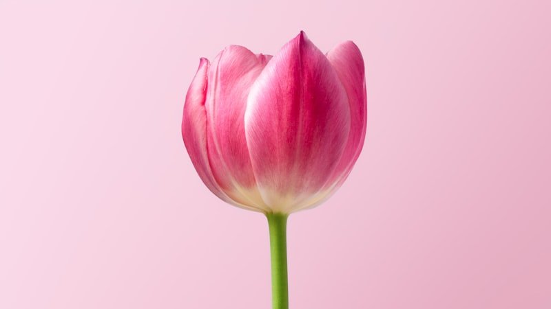 Tulipán Rojo